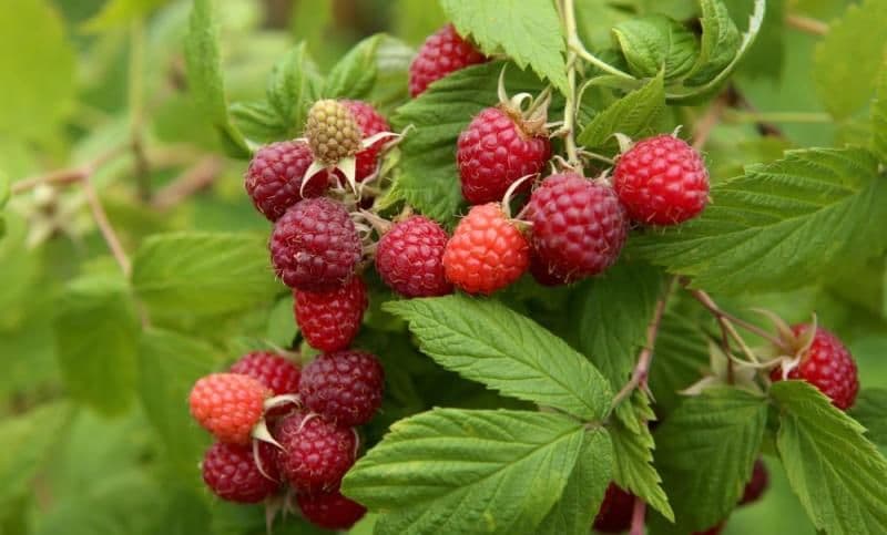 Fructul care reduce reproducerea celulelor canceroase
