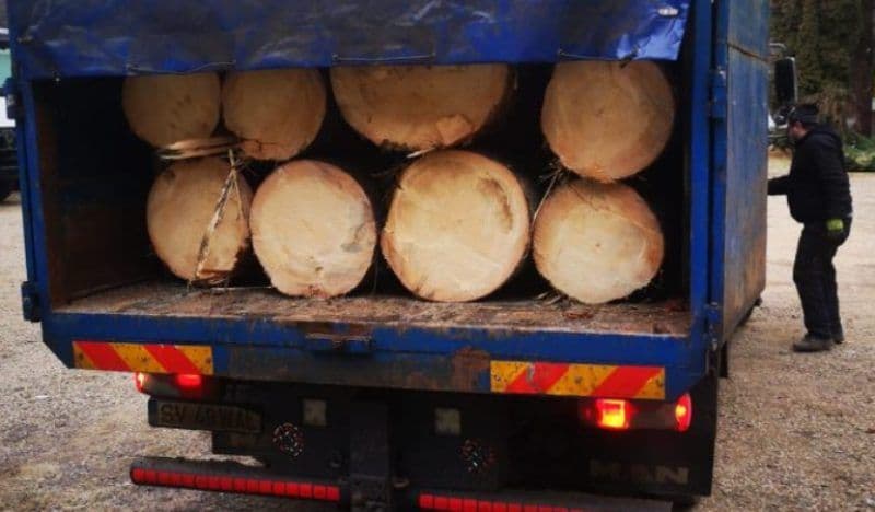 Botoșani: Acțiunile pentru prevenirea și combaterea tăierilor ilegale de arbori continuă