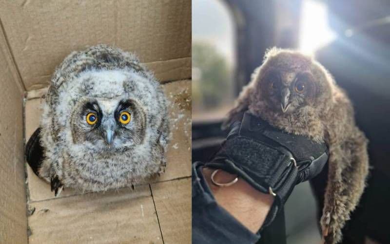 Pui de bufniță căzut din cuib salvat de jandarmii botoșăneni