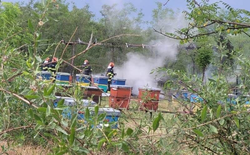 O platformă apicolă cu 20 de stupi a luat foc după ce a fost lovită de trăsnet - FOTO