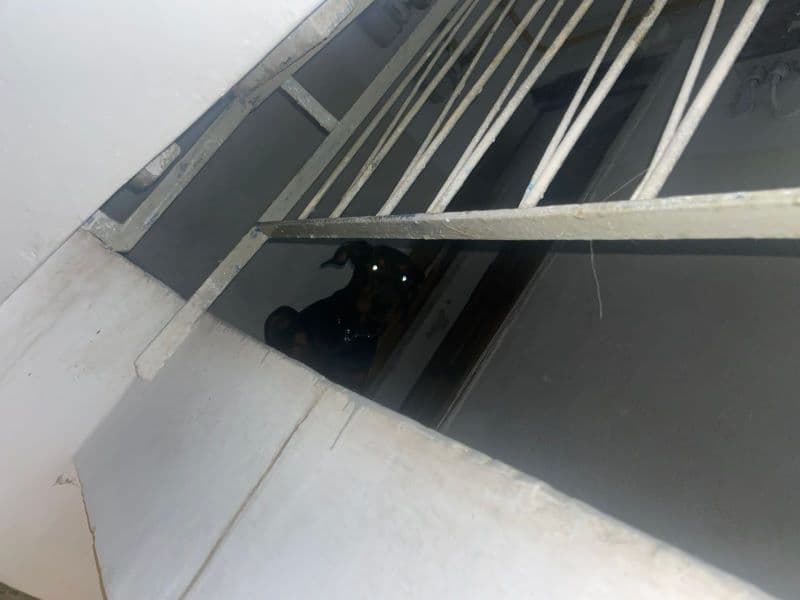 Femeie panicată din cauza unui câine agresiv aflat în fața ușii apartamentului. Jandarmii au amendat proprietarul