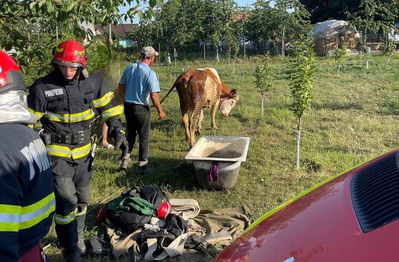 Rămasă captivă într-un cămin de apă din beton, o bovină a fost salvată de pompierii botoșăneni - FOTO