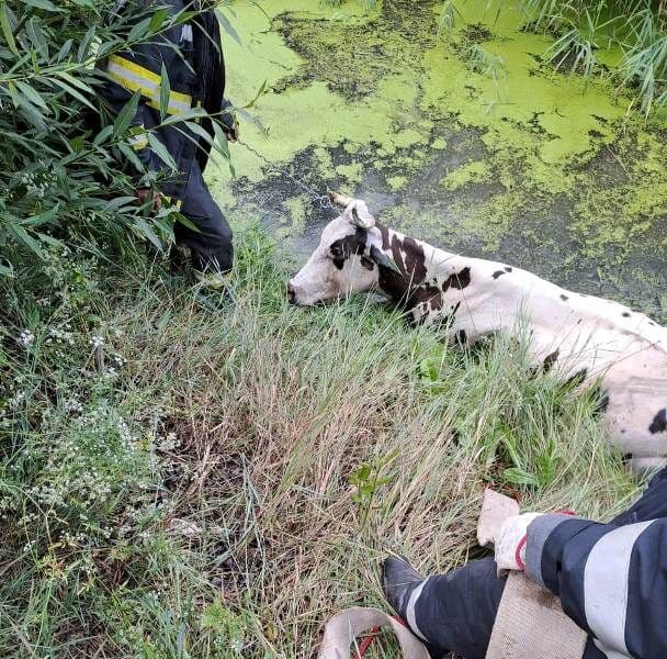Vacă salvată de pompieri după ce a căzut într-un râu