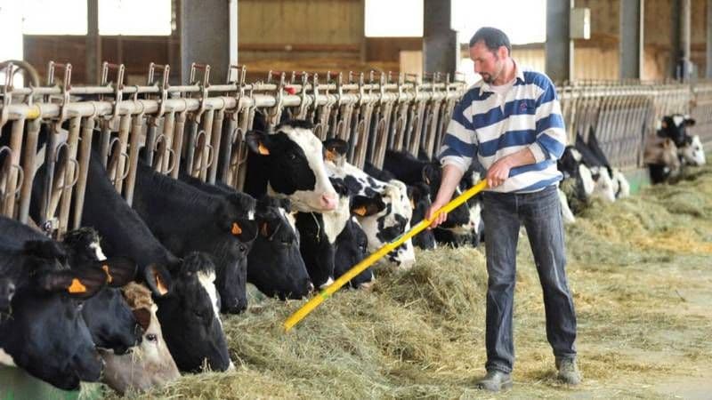 Fermierii vor beneficia de un ajutor pentru achiziționarea animalelor de reproducție