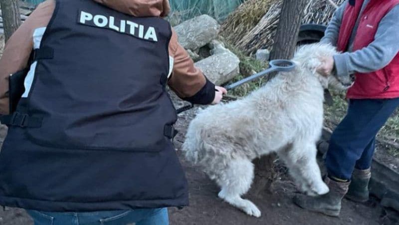Deținătorii și proprietarii de câini periculoși sau agresivi, verificați de polițiști