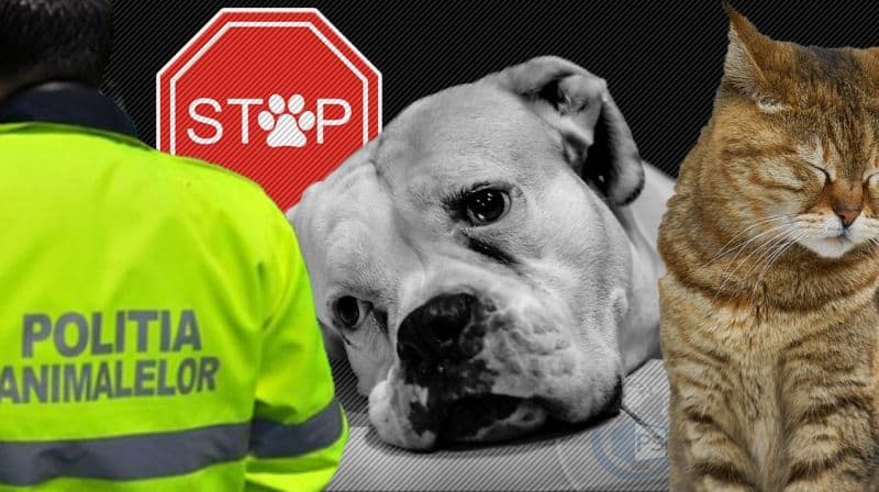 29 de amenzi aplicate în primele 6 luni ale anului, de polițiștii din cadrul biroului pentru protecția animalelor 