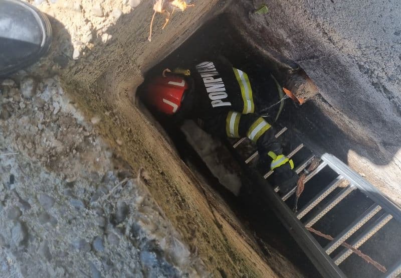 Pui de pisică salvat de pompieri dintr-un canal de aproximativ patru metri adâncime