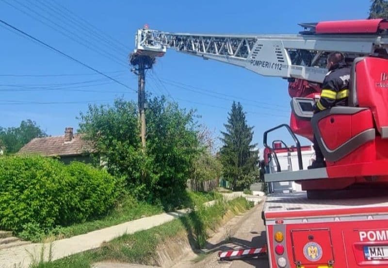 Pui de barză rămas captiv pe un stâlp din Corlăteni salvat de pompierii dorohoieni - FOTO