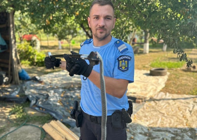 Un șarpe de peste un metru lungime a speriat proprietara unei locuințe din Corni. Jandarmii au îndepărtat pericolul