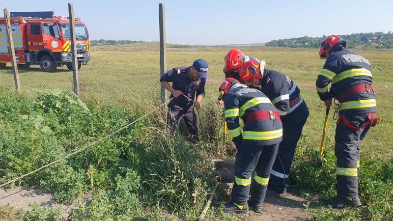 Taur rămas captiv într-o fântână salvat de pompieri - FOTO