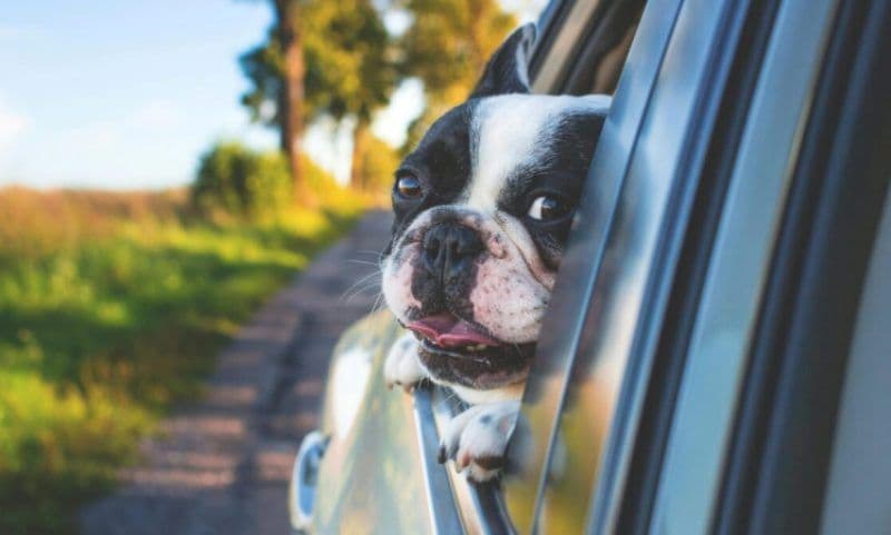 Amenzi usturătoare pentru șoferii care transportă cu mașina animale de companie. Ce riscă dacă nu respectă această regulă  