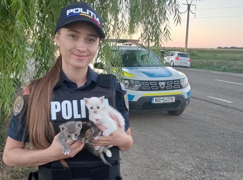 Pisici salvate de o polițistă din Bucecea aflată în misiune