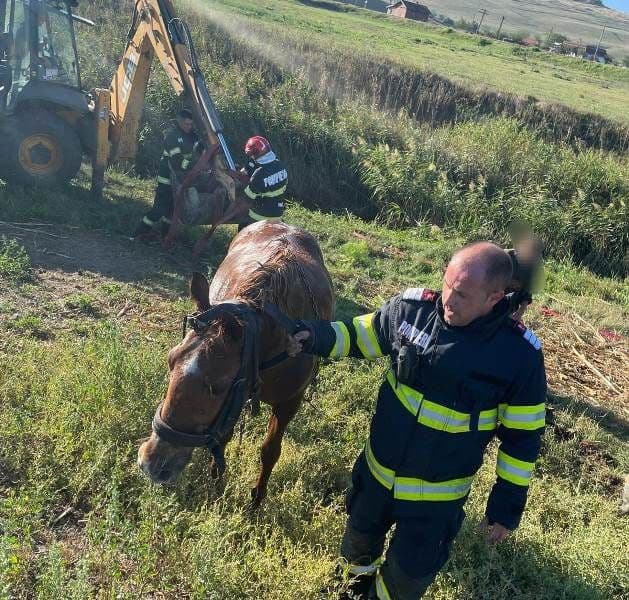 Cal căzut în râul Jijia, salvat de pompieri