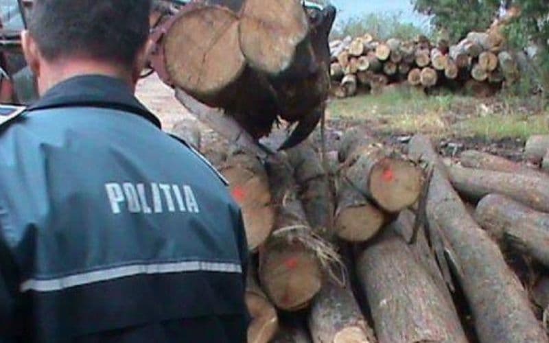 Botoșănean după gratii pentru furt de arbori 