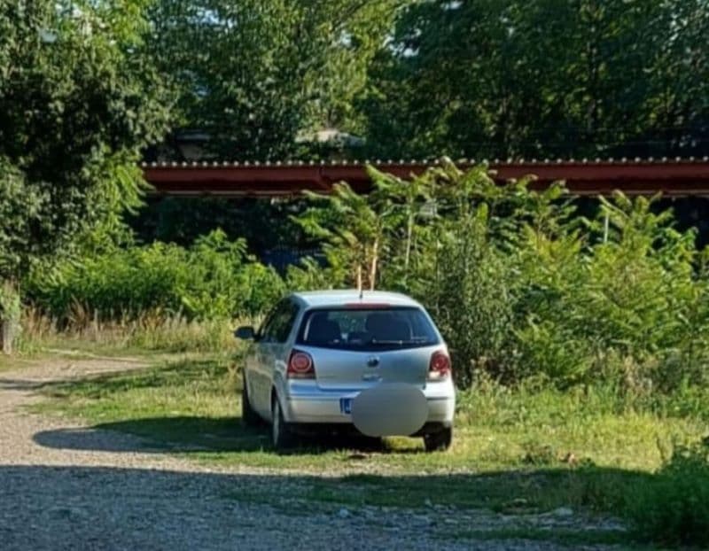 Amendă uriașă pentru un bărbat care a abandonat mai mulți pui de pisică