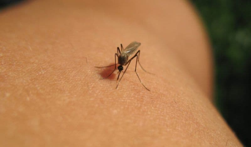 Un preot din Botoșani a murit după aproape trei săptămâni de luptă cu virusul West Nile