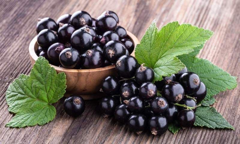 Proprietăți medicinale ale coacăzelor negre