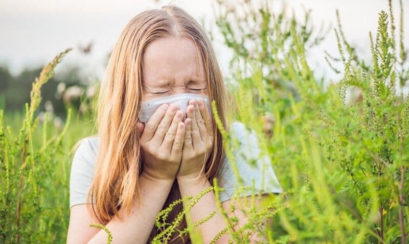 Cum tratăm alergia la ambrozie?