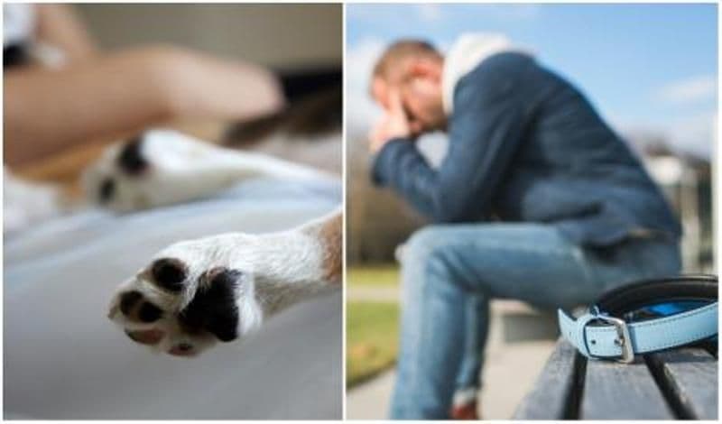 Bărbat trimis în judecată pentru rănirea unui câine cu intenție