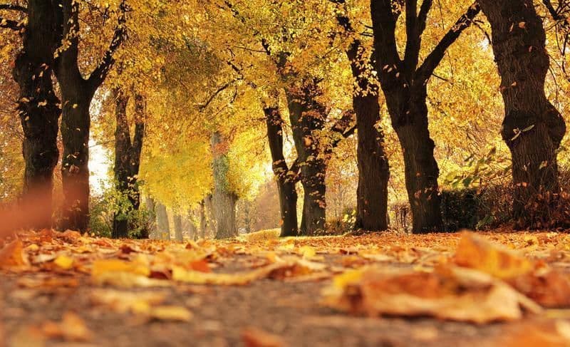 Prognoza meteo pe 2 săptămâni. Vremea se răcește puternic
