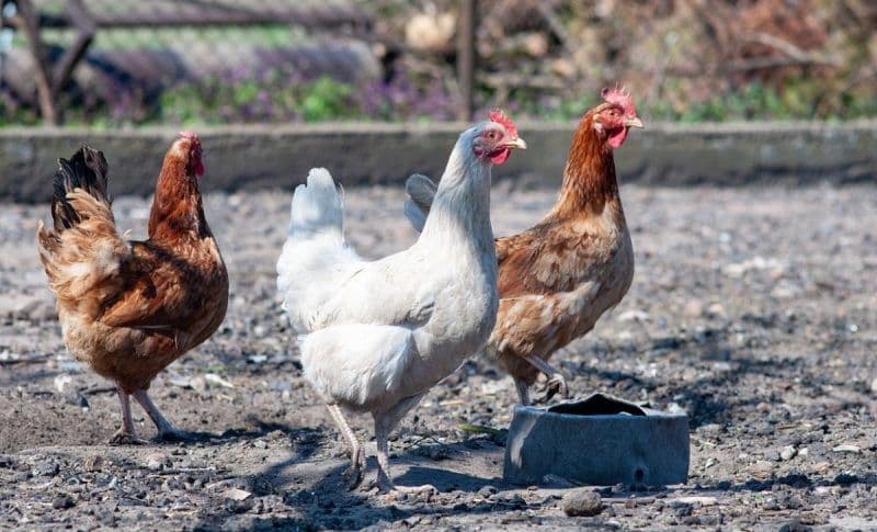 Un focar de gripă aviară a fost descoperit în estul României. Virusul se poate transmite la om