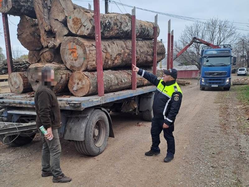 Aproximativ zece metri cubi de material lemnos confiscat la Ștefănești - FOTO