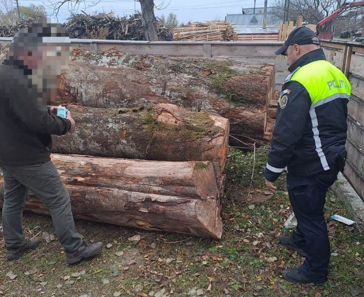 Material lemnos confiscat Ștefănești (3)