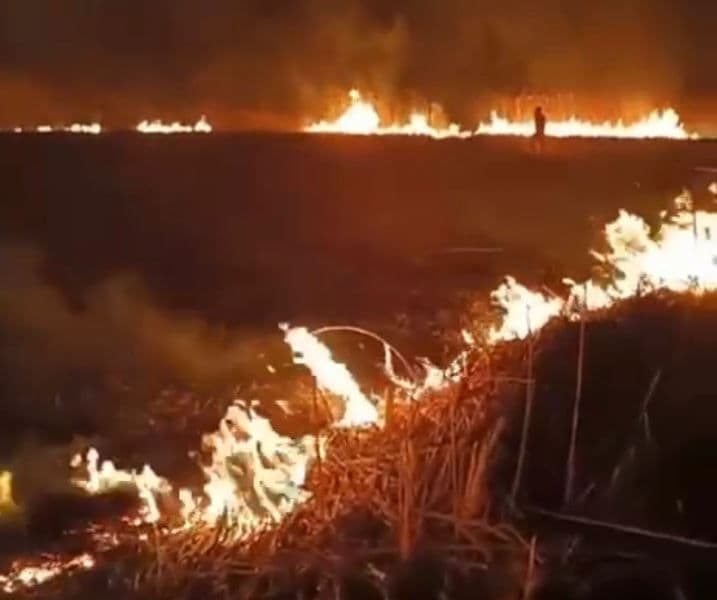 Incendiu vegetatie_ (3)