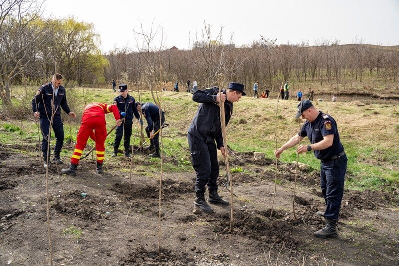 Plantare_la_Dorohoi_02