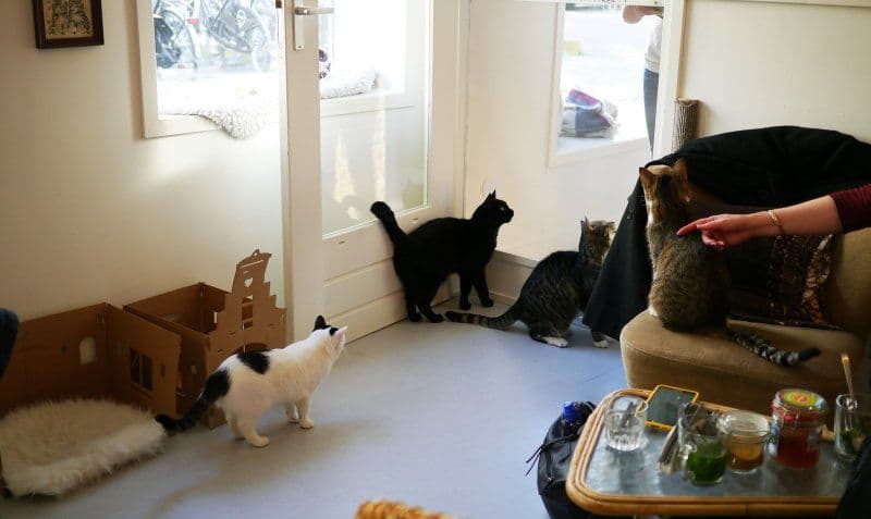 Doi medici veterinari au deschis prima cafenea a pisicilor din Botoşani „La mâțe”