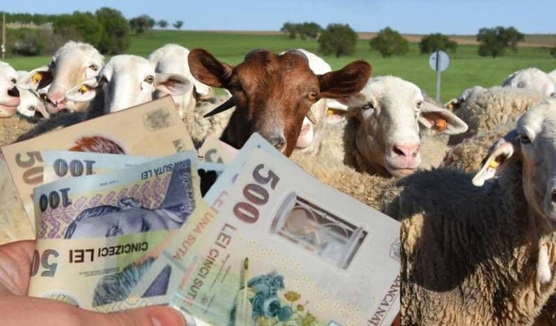 APIA începe procesul de acordare a subvențiilor pentru crescătorii de ovine și caprine