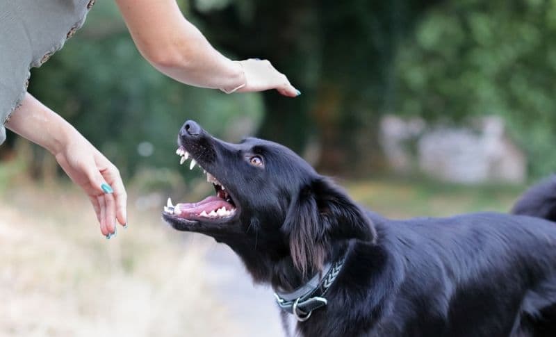 Cum trebuie să procedezi atunci când te mușcă un animal