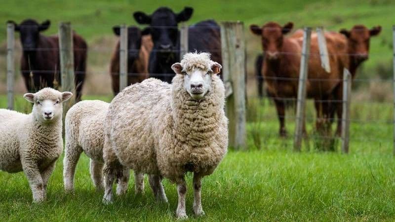 Peste 200 de solicitări către APIA Botoșani eligibile în sprijinul sectorului de creștere a ovinelor/caprinelor, afectat de fenomene climatice nefavor