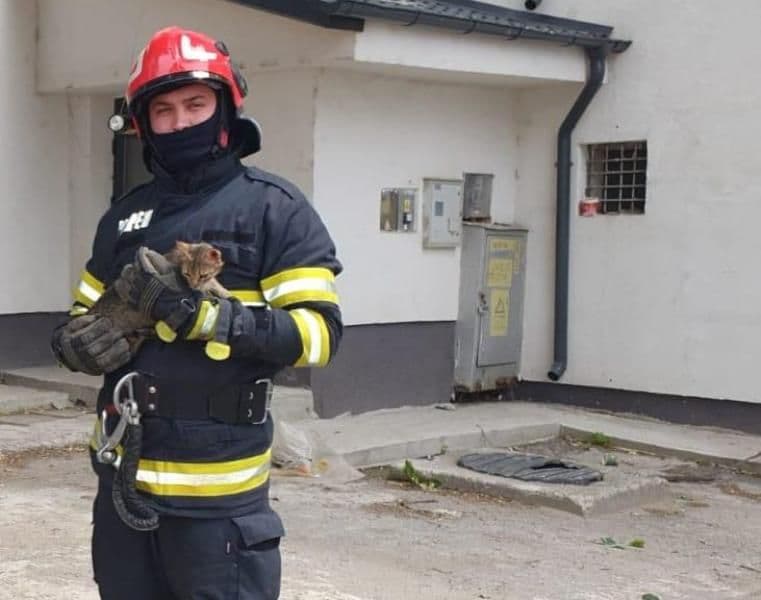 Fugărită de un câine, o pisică s-a refugiat într-un copac înalt de peste opt metri. Pompierii au intervenit
