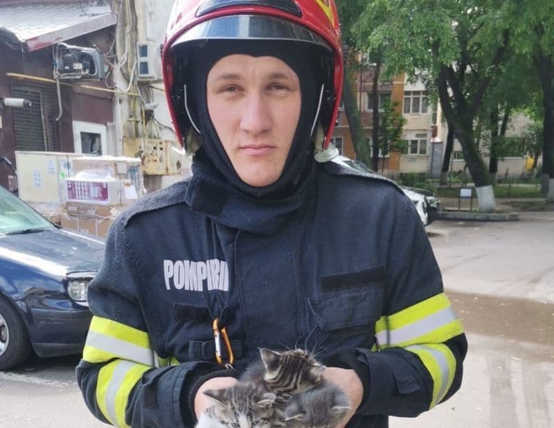 Trei pui de pisică salvați de pompieri din tavanul fals al unei încăperi