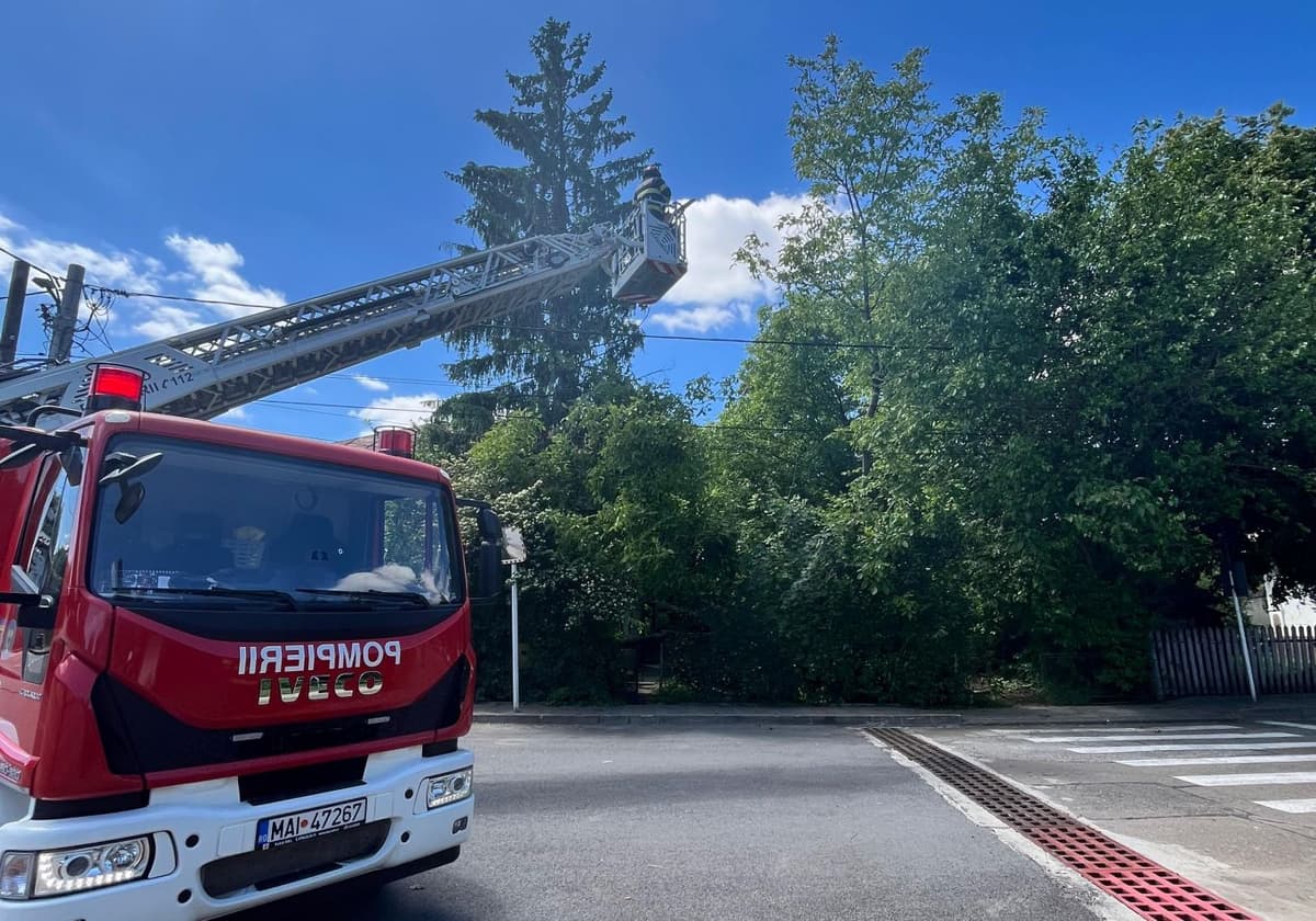 Pompierii au intervenit pentru tăierea unui copac aflat în pericol de prăbușire pe o stradă din Dorohoi