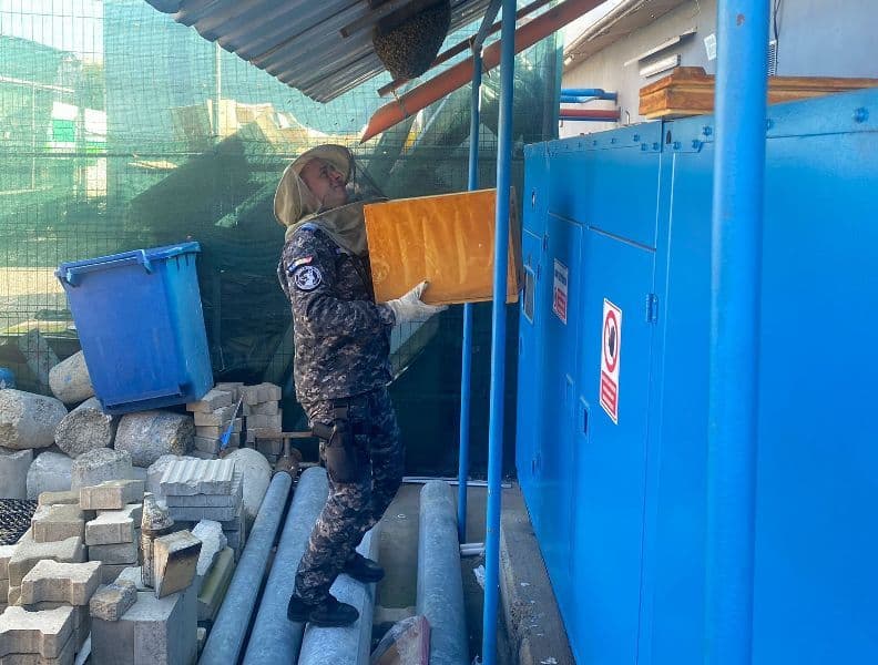 Roi de albine capturat de jandarmii botoșăneni