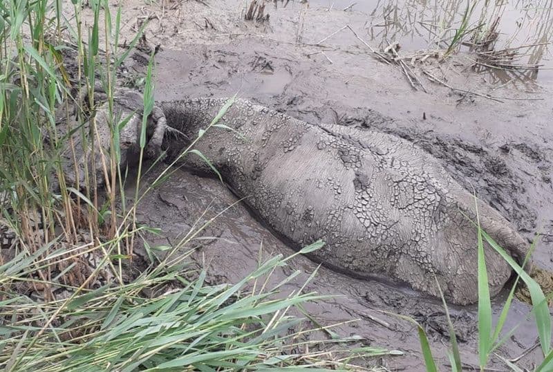 O bovină căzută în râul Bașeu, salvată de pompieri 