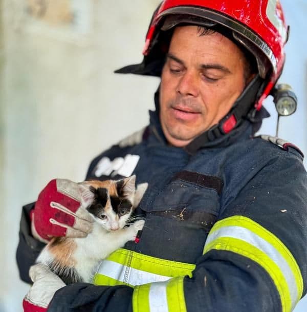 Pui de pisică salvat dintr-un copac înalt de aproximativ 12 metri