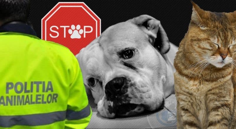 Persoane trimise în judecată pentru schingiuirea și uciderea animalelor