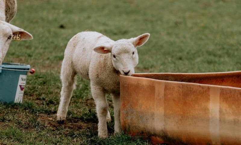 Măsuri care trebuie aplicate de proprietarii de animale în condiții de caniculă