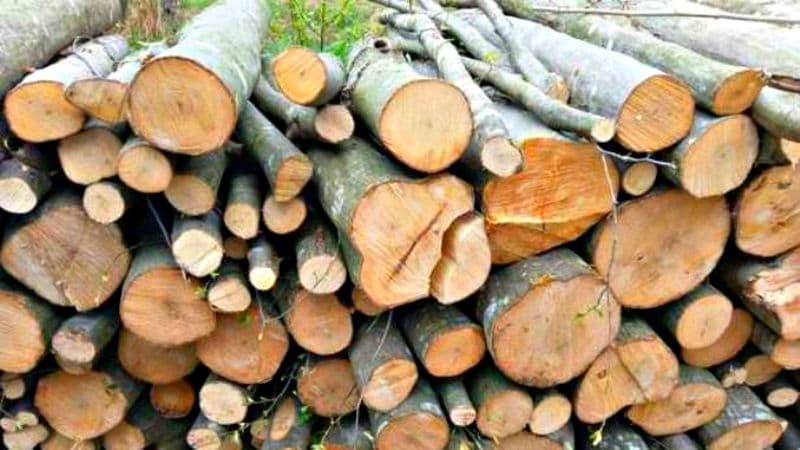 Amendă de 2.000 de lei și material lemnos confiscat