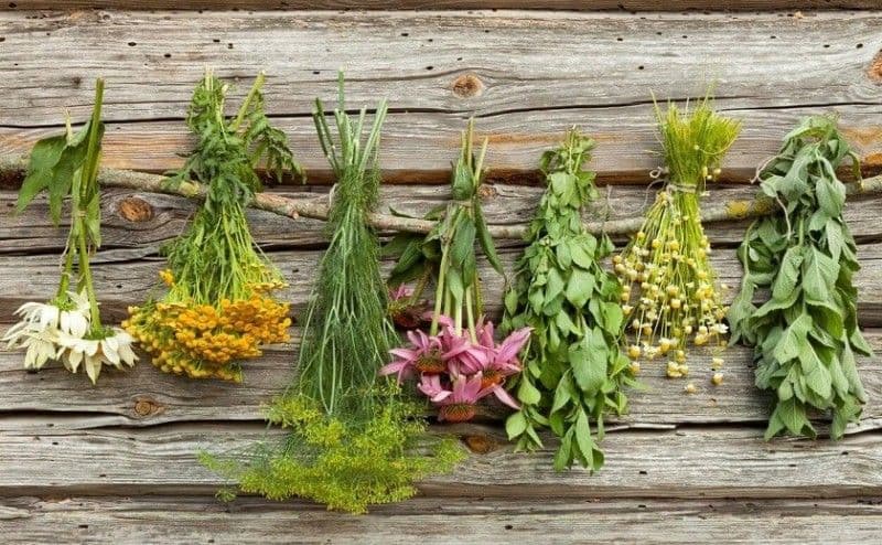 Plante medicinale ușor de găsit care îți curăță corpul de toxine