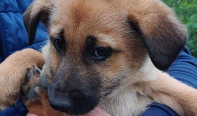 12.000 de lei amendă pentru un bărbat din Ibănești care a abandonat doi cățeluși