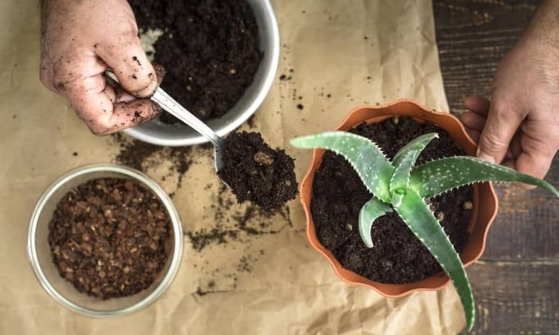 Cum să cultivi aloe vera și cum să o folosești