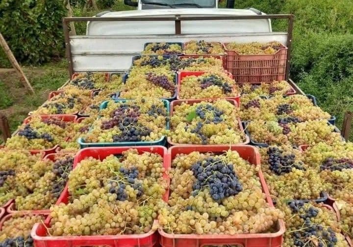 Vând struguri de vin, producție 2025