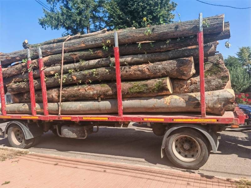 Peste opt metri cubi de material lemnos confiscat și autoutilitară indisponibilizată de către polițiști