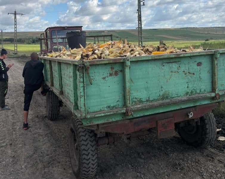Polițiștii din Vlăsinești au identificat un tractor încărcat cu porumb furat