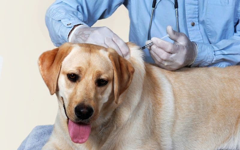 Direcția Sanitar Veterinară Botoșani demarează campania de vaccinare antirabică a câinilor și pisicilor!