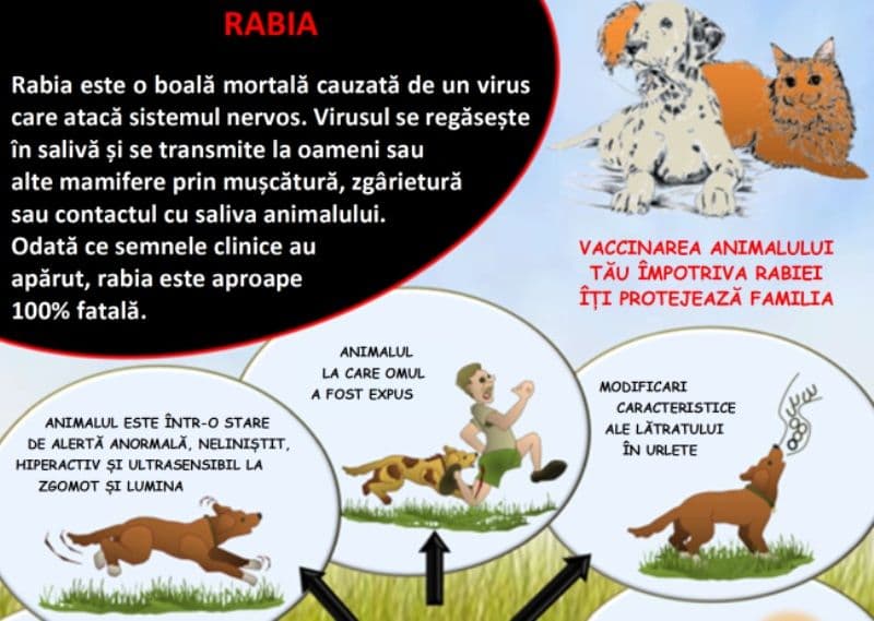 ATENȚIE! Informare privind obligațiile proprietarilor de câini și combaterea rabiei